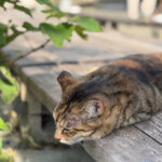 Profile photo of julie